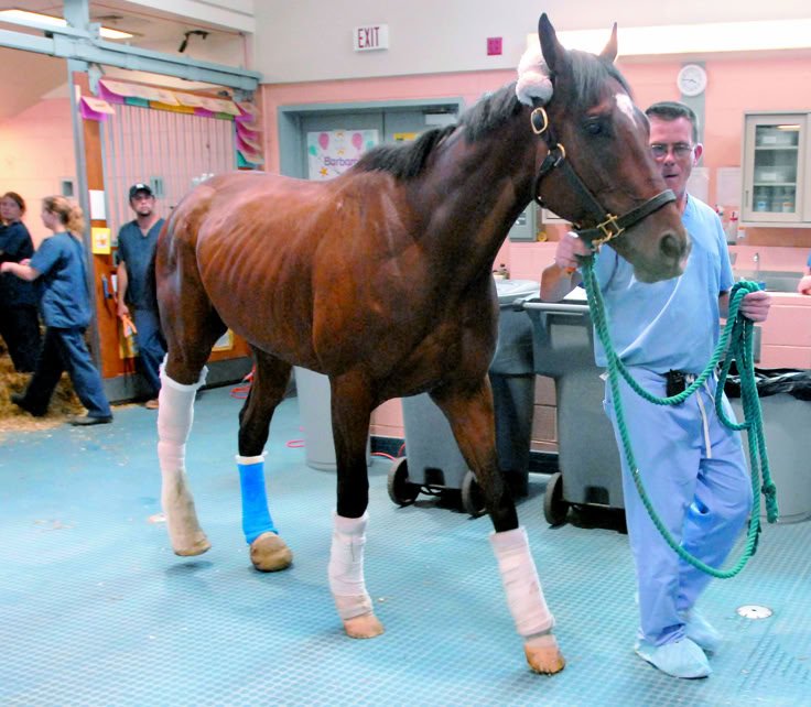 the-latest-on-supporting-limb-laminitis